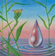 Kr�p�j z lesn� stud�nky